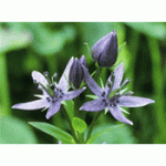swertia-chirata-flower-3-500x500